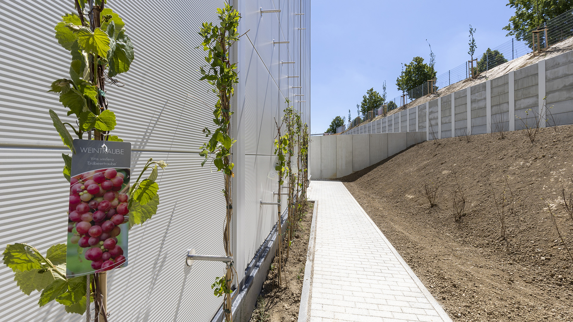 Weintraube mit Reben entlang eines hellen Gehwegs, umgeben von einem moderneren Gebäude und Grünflächen.
